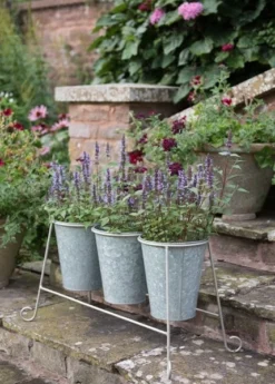 Three Galvanised Pots And Stand -Perennials Sales pr2000027863 card3 lg