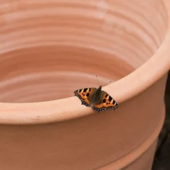 Monachou Fardipati Terracotta Pot 9 Monachou Fardipati Terracotta Pot -Perennials Sales pr2000028348 card3 lg