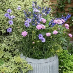 Zinc Dolly Tub Planter -Perennials Sales pr2000028721 card4 lg