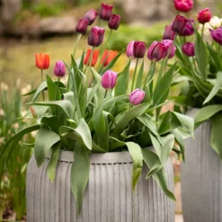 Zinc Dolly Tub Planter -Perennials Sales pr2000028721 card7 lg