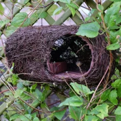 Brushwood Robin Nester 5 Brushwood Robin Nester -Perennials Sales pr2000029694 card3 lg