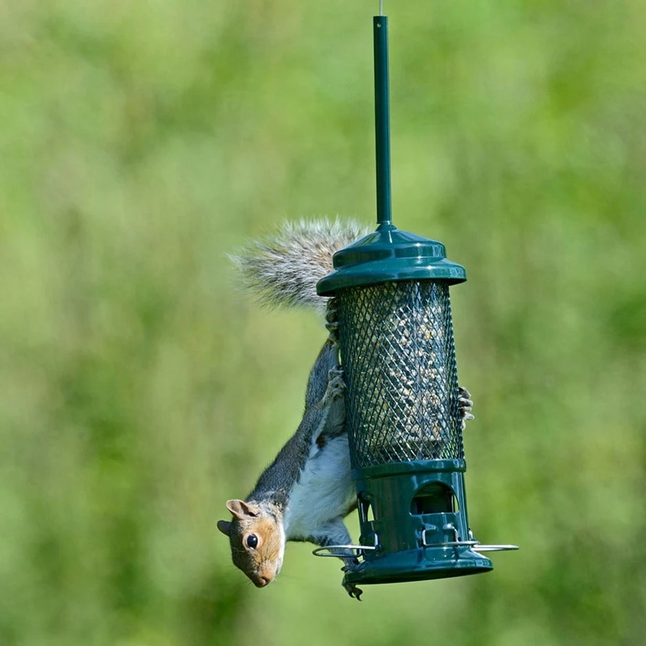 The Squirrel Buster Seed Feeder 1 The Squirrel Buster Seed Feeder