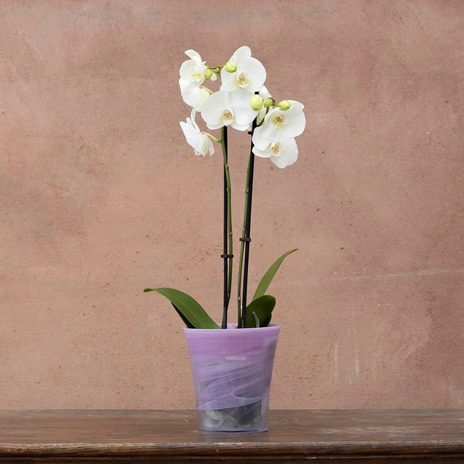 Recycled Glass Flared Orchid Pot - Violet 1 Recycled Glass Flared Orchid Pot - Violet