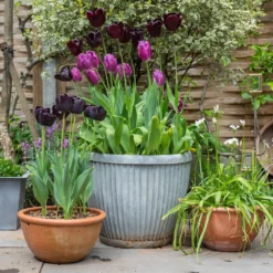 Zinc Dolly Pot 12 Zinc Dolly Pot -Perennials Sales pr2000031492 card5 lg