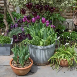 Zinc Dolly Pot 14 Zinc Dolly Pot -Perennials Sales pr2000031492 card7 lg