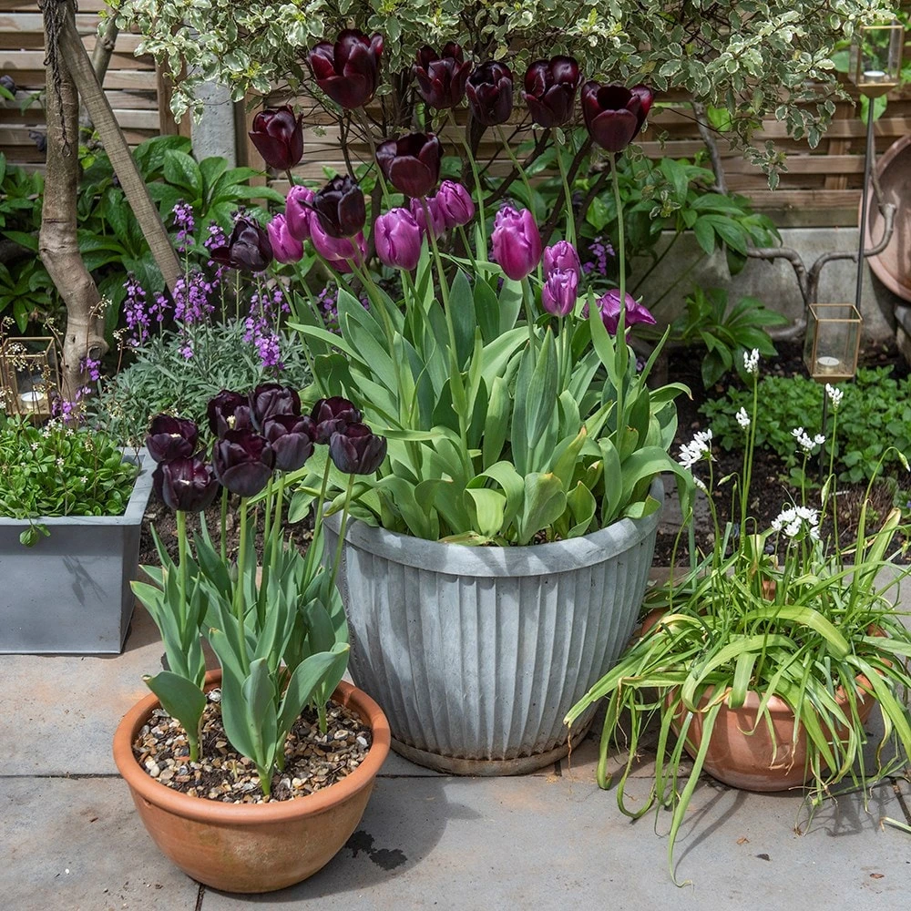 Zinc Dolly Pot 7 Zinc Dolly Pot - Image 7