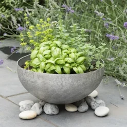 Sphere Plant Bowl 10 Sphere Plant Bowl -Perennials Sales pr2000031495 card3 lg