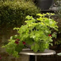 Sphere Plant Bowl 12 Sphere Plant Bowl -Perennials Sales pr2000031495 card5 lg