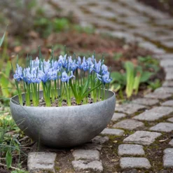 Sphere Plant Bowl 14 Sphere Plant Bowl -Perennials Sales pr2000031495 card7 lg