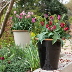 Glazed Terracotta Pot - Black -Perennials Sales pr2000034127 card10 lg