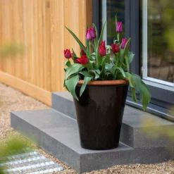 Glazed Terracotta Pot - Black -Perennials Sales pr2000034127 card3 lg