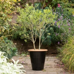 Glazed Terracotta Pot - Black -Perennials Sales pr2000034127 card4 lg