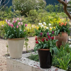 Glazed Terracotta Pot - Black -Perennials Sales pr2000034127 card5 lg