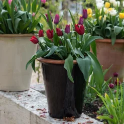 Glazed Terracotta Pot - Black -Perennials Sales pr2000034127 card7 lg