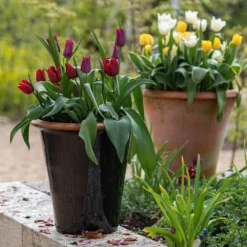 Glazed Terracotta Pot - Black -Perennials Sales pr2000034127 card9 lg