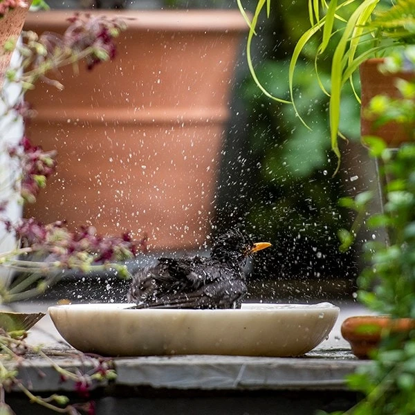 Turned White Marble Bird Bowl 4 Turned White Marble Bird Bowl - Image 4