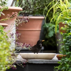 Turned White Marble Bird Bowl 13 Turned White Marble Bird Bowl -Perennials Sales pr2000037501 card5 lg