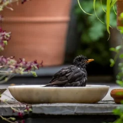 Turned White Marble Bird Bowl 15 Turned White Marble Bird Bowl -Perennials Sales pr2000037501 card7 lg