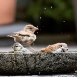 Turned Green Marble Bird Bowl 16 Turned Green Marble Bird Bowl -Perennials Sales pr2000037502 card8 lg