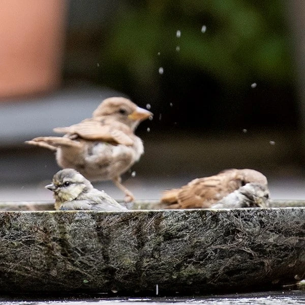 Turned Green Marble Bird Bowl 8 Turned Green Marble Bird Bowl - Image 8