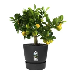 Greenville Round Pot Black 7 Greenville Round Pot Black -Perennials Sales pr2000038224 card4 lg