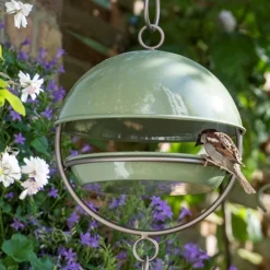 Hanging Bird Feeding Dome - Crocus Green 12 Hanging Bird Feeding Dome - Crocus Green -Perennials Sales pr2000040693 card5 lg