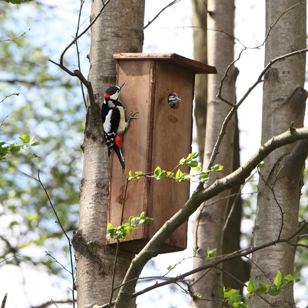 Woodpecker House 2 Woodpecker House - Image 2