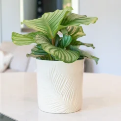 Stoneware Palm Plant Pot - Ivory