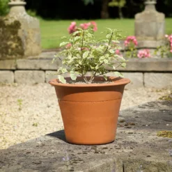 Terracotta Rimmed Pot Small