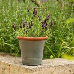 Grey Kitchen Planter -Perennials Sales pr2000044988 card4 lg