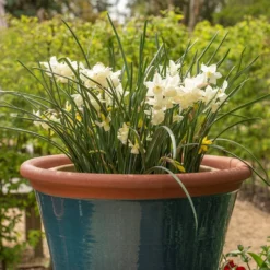 Dark Teal Kitchen Planter -Perennials Sales pr2000044992 card3 lg