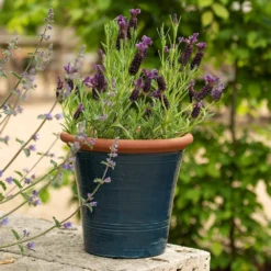 Dark Teal Kitchen Planter -Perennials Sales pr2000044992 card6 lg