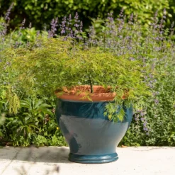 Dark Teal Bellied Planter 9 Dark Teal Bellied Planter -Perennials Sales pr2000045004 card5 lg