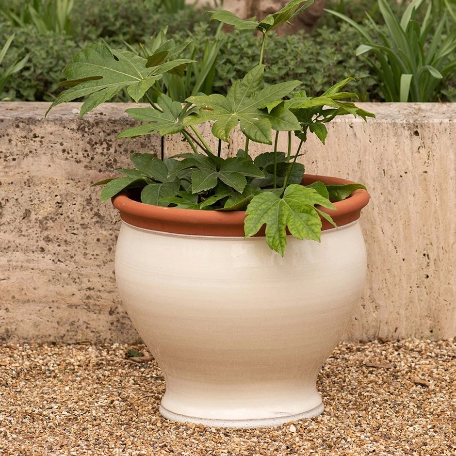 Ivory Bellied Planter 1 Ivory Bellied Planter
