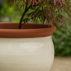 Ivory Bellied Planter 10 Ivory Bellied Planter -Perennials Sales pr2000045026 card3 lg