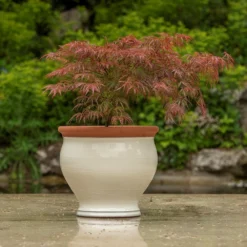 Ivory Bellied Planter 12 Ivory Bellied Planter -Perennials Sales pr2000045026 card5 lg