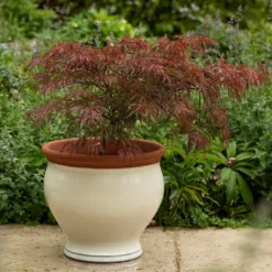 Ivory Bellied Planter 13 Ivory Bellied Planter -Perennials Sales pr2000045026 card6 lg