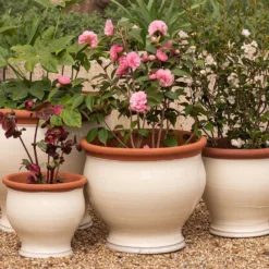 Ivory Bellied Planter 15 Ivory Bellied Planter -Perennials Sales pr2000045026 card8 lg