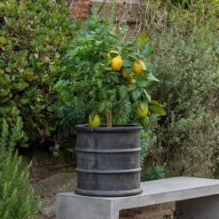 Greystoke Barrel Planter 19 Greystoke Barrel Planter -Perennials Sales pr2000046297 card10 lg