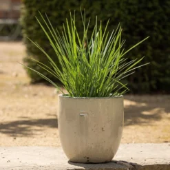 Glazed Ceramic Pot - White 11 Glazed Ceramic Pot - White -Perennials Sales pr2000046300 card3 lg