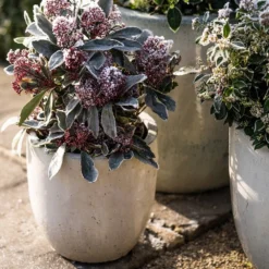 Glazed Ceramic Pot - White 13 Glazed Ceramic Pot - White -Perennials Sales pr2000046300 card5 lg