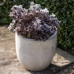 Glazed Ceramic Pot - White 14 Glazed Ceramic Pot - White -Perennials Sales pr2000046300 card6 lg