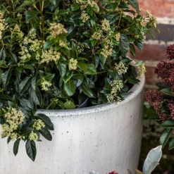 Glazed Ceramic Pot - White 16 Glazed Ceramic Pot - White -Perennials Sales pr2000046300 card8 lg