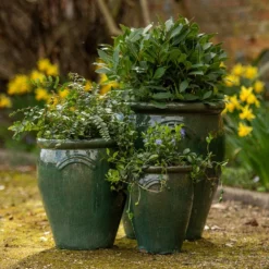 Glazed Terracotta Tulip Pot - Misty Green -Perennials Sales pr2000046304 card3 lg