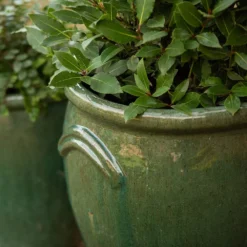 Glazed Terracotta Tulip Pot - Misty Green -Perennials Sales pr2000046304 card5 lg