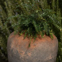 Terracotta Jar - Sandblasted 10 Terracotta Jar - Sandblasted -Perennials Sales pr2000046313 card4 lg