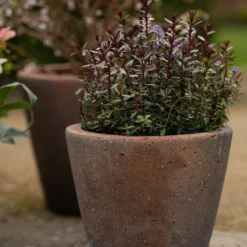 Tapered Terracotta Pot - Sandblasted -Perennials Sales pr2000046314 card3 lg