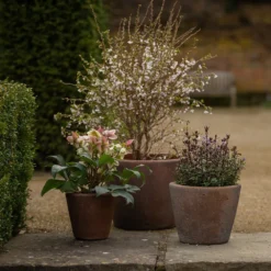 Tapered Terracotta Pot - Sandblasted -Perennials Sales pr2000046314 card4 lg