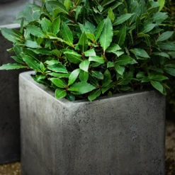 Cement Cube Pot - Waxed 10 Cement Cube Pot - Waxed -Perennials Sales pr2000046317 card4 lg