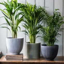 Ribbed Terracotta Plant Pot - Dark Grey 5 Ribbed Terracotta Plant Pot - Dark Grey -Perennials Sales pr2000047103 card3 lg
